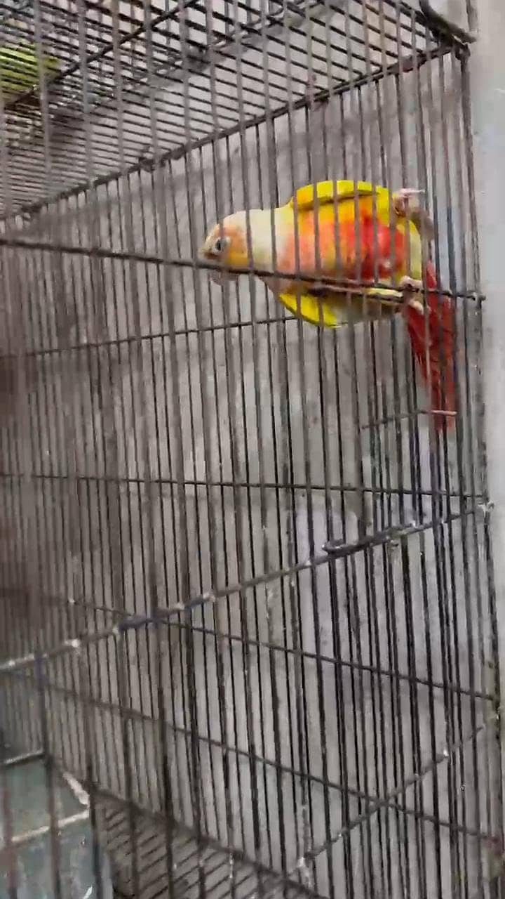 sun chick conure 2