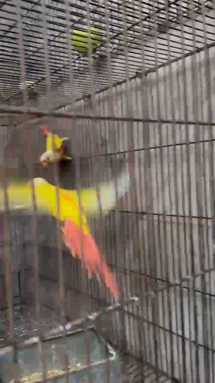 sun chick conure 3
