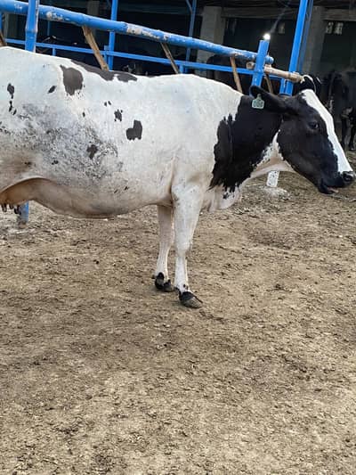 cow / cholistani cow / friesian cow / gaban cow / pregnant cow
