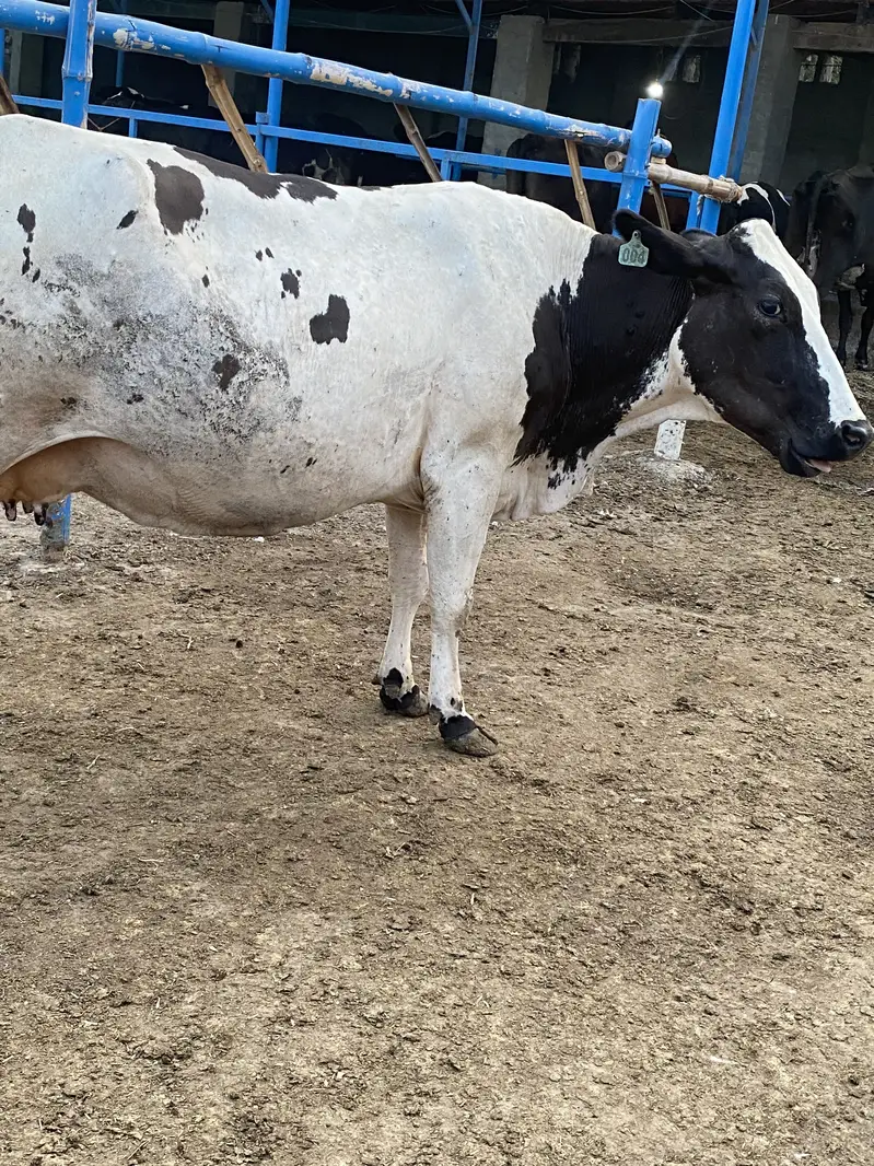 cow / cholistani cow / friesian cow / gaban cow / pregnant cow