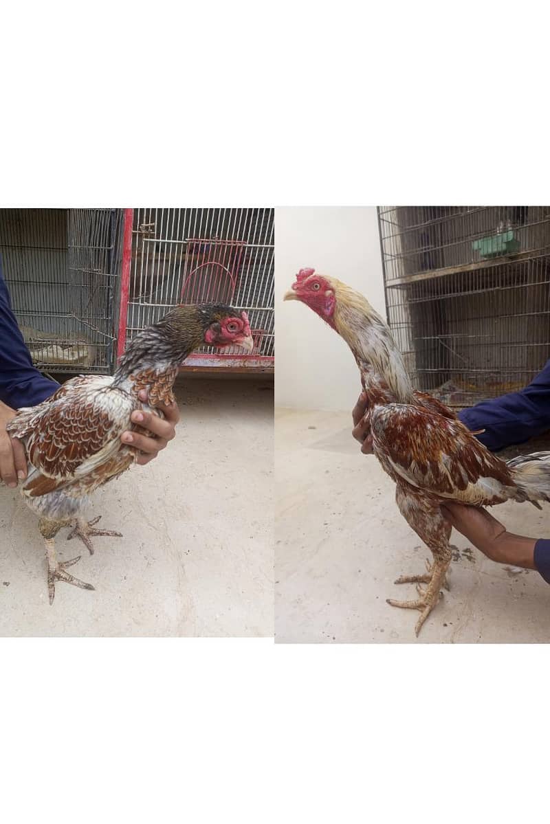 aseel pair 0