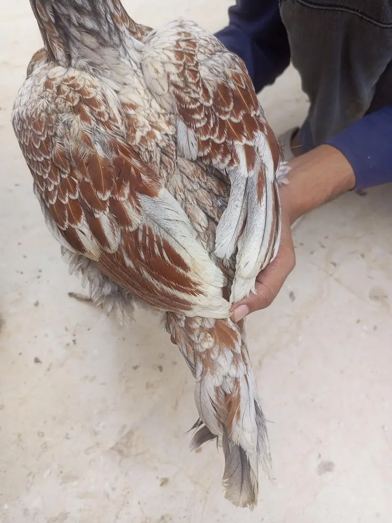 aseel pair — photo 8