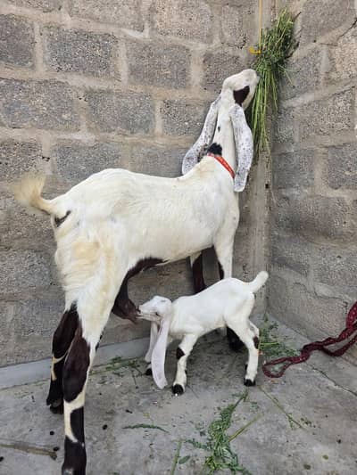 Punjab ki bakri aik bachy KY sath