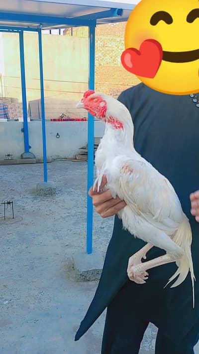 white Heera Aseel Morga For Sale-Paper white - Healthy & Active - Laho