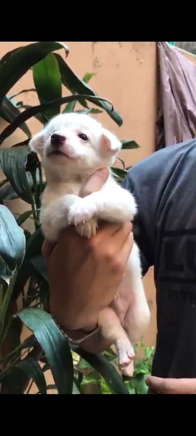 Russain male puppy for sale full healthy and active