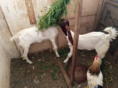 Male Female Jori