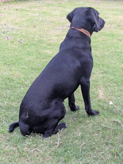 Labrador Female Dog names Sweetie