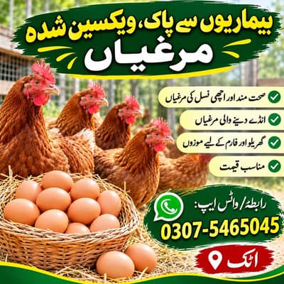 انڈے دینے والی مرغیاں