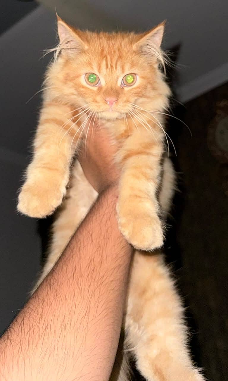 percian Cat 0