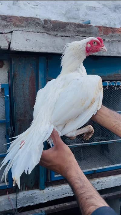 Heera Aseel Paper white