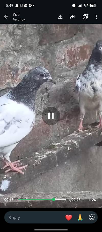ferozpuri baby pigeon
