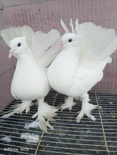 lucky kabootar pair full white pair ha