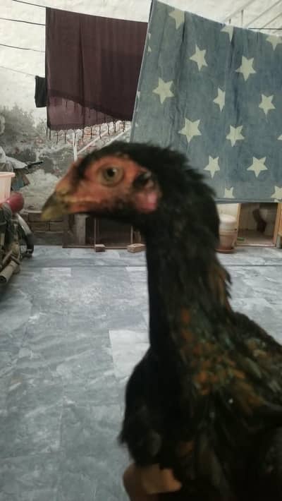 2 pathian for sale excellent quality exchange possible
