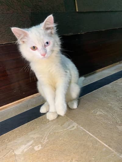 Odd eyed  Turkish Angora