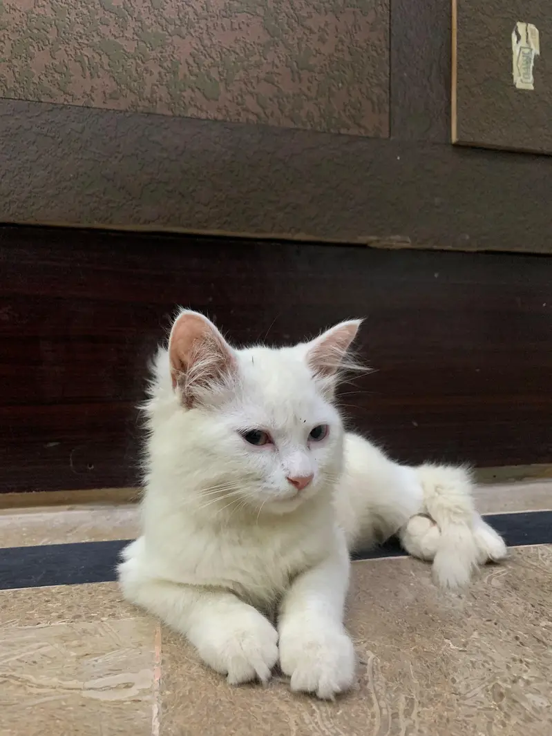 Odd eyed  Turkish Angora — photo 2