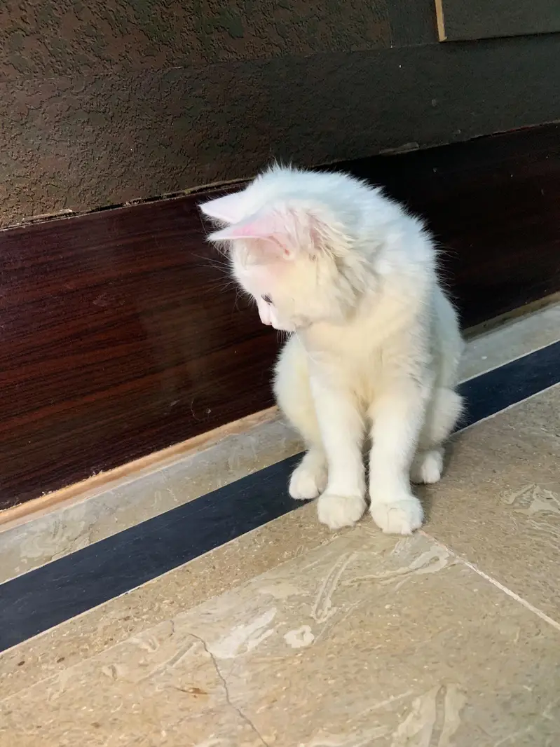Odd eyed  Turkish Angora — photo 3