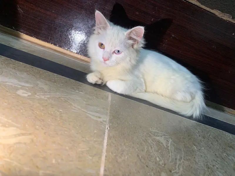 Odd eyed  Turkish Angora — photo 4