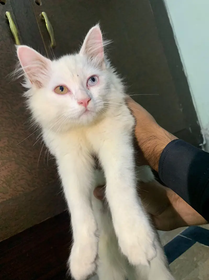 Odd eyed  Turkish Angora — photo 5