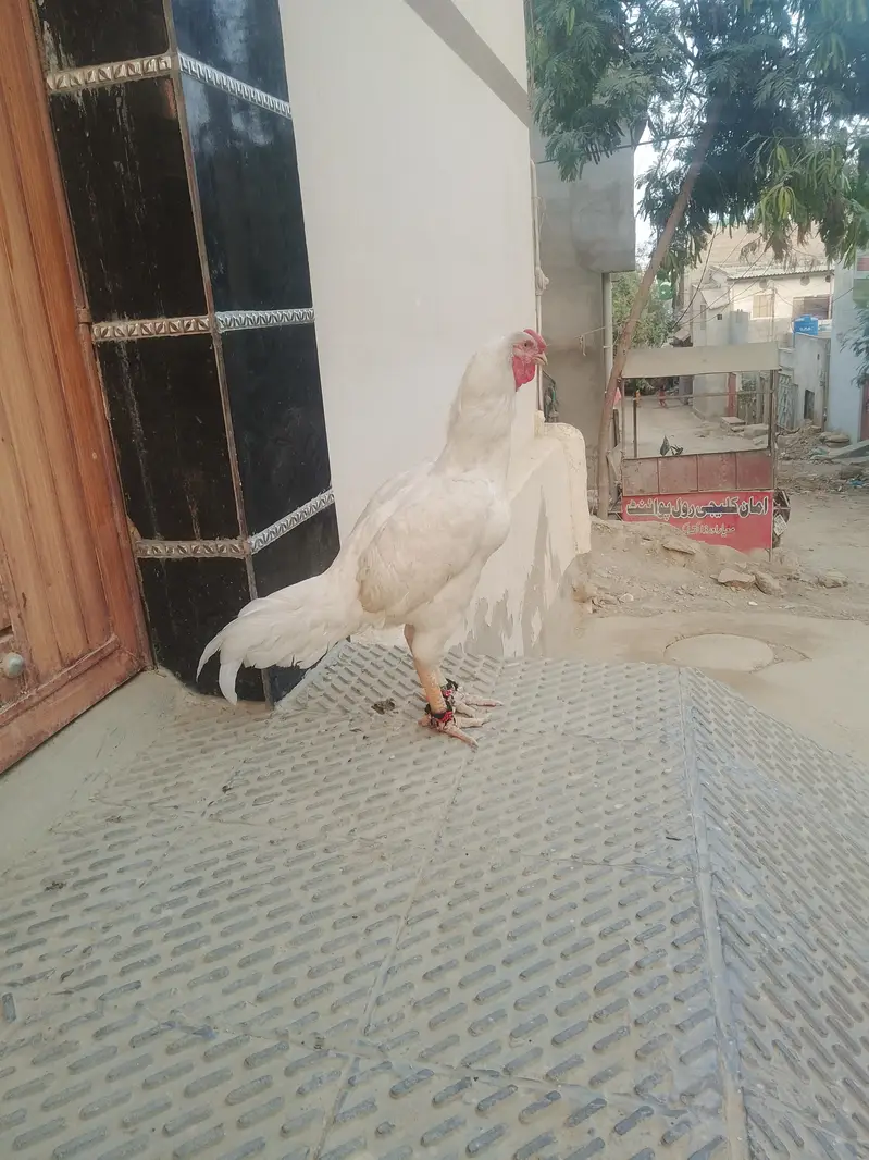 Qandhari Herra Aseel — photo 4