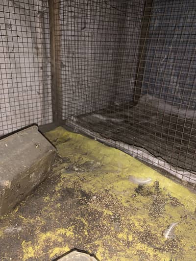 Hen and pegion cage