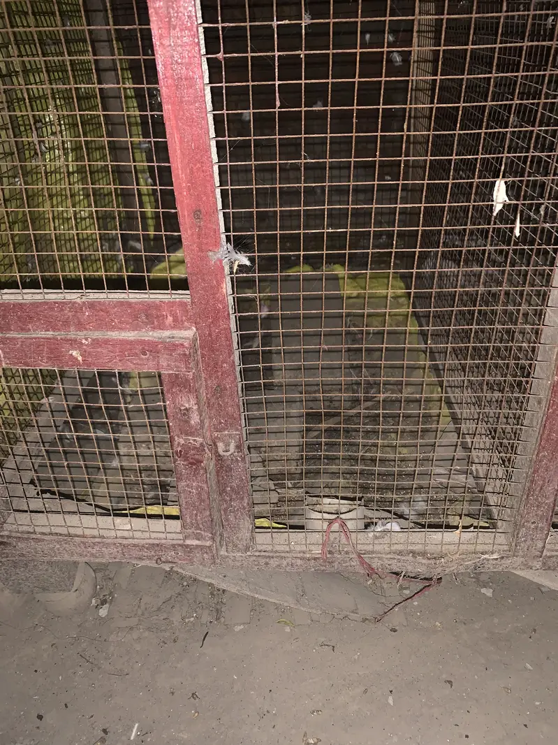 Hen and pegion cage — photo 2