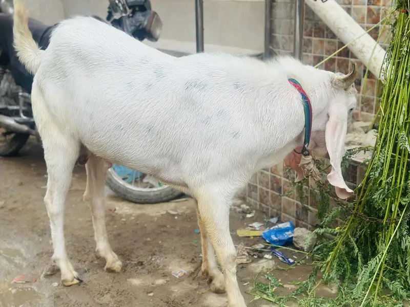 Sindh Gulabi Ando — photo 6
