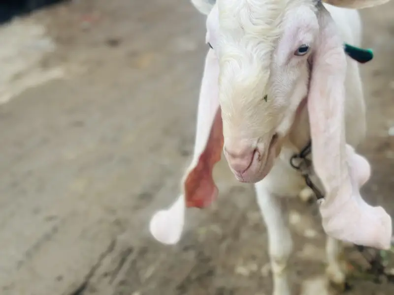 Sindh Gulabi Ando — photo 7