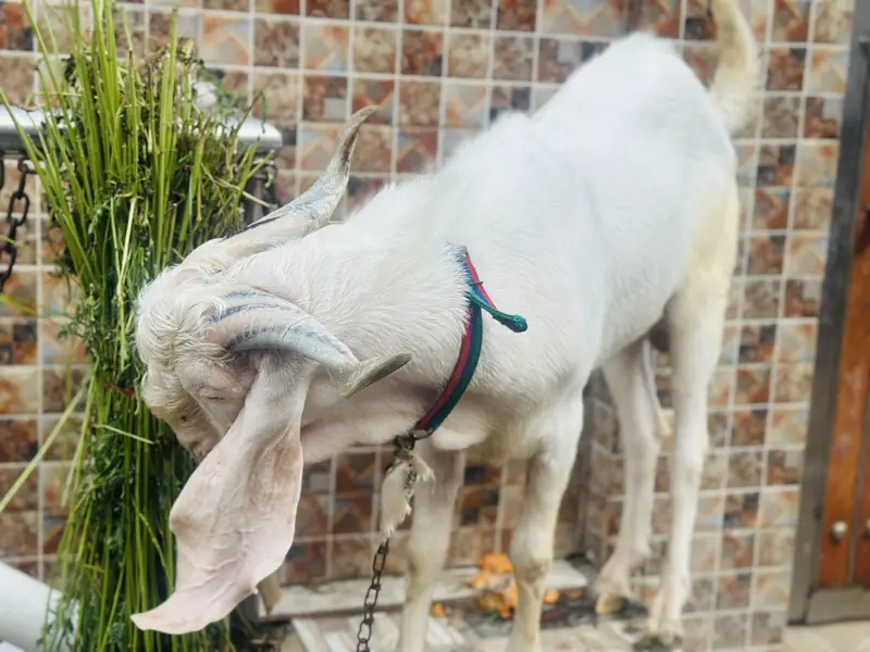 Sindh Gulabi Ando — photo 8