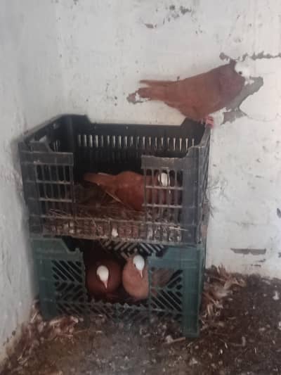 mukhi red and yellow breeder pairs for sale