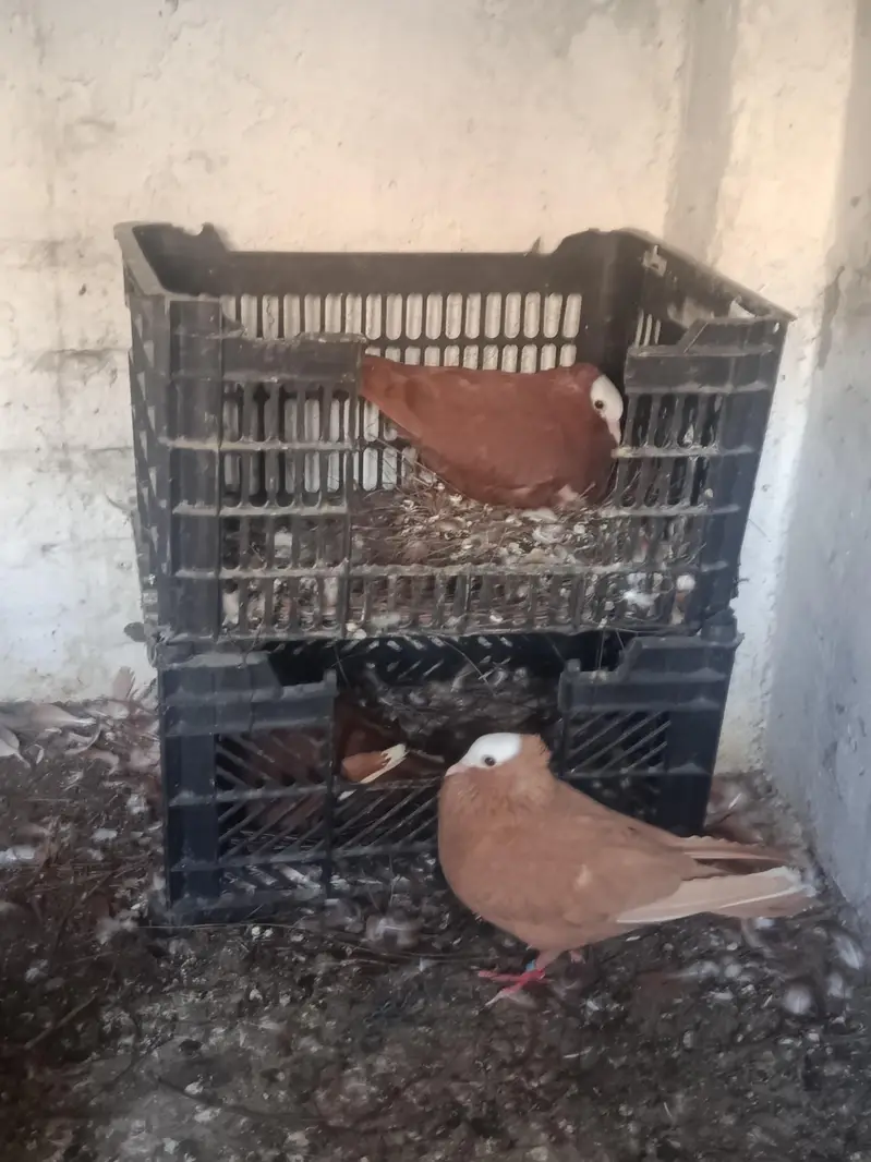 mukhi red and yellow breeder pairs for sale — photo 2