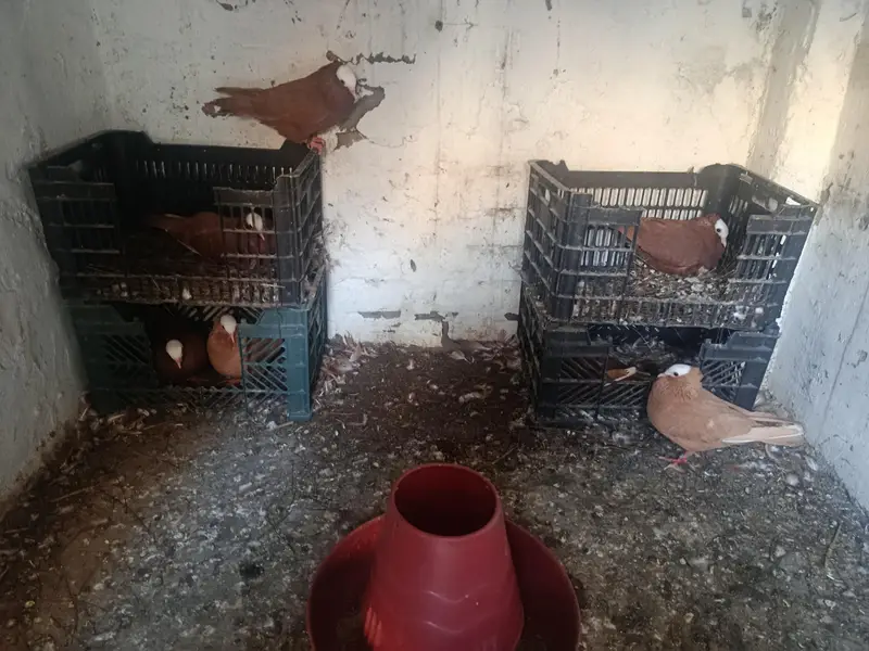 mukhi red and yellow breeder pairs for sale — photo 3
