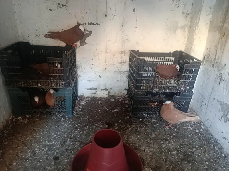 mukhi red and yellow breeder pairs for sale — photo 4