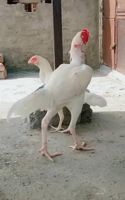 white Heera Aseel Morga For Sale-Paper white - Healthy & Active - Laho