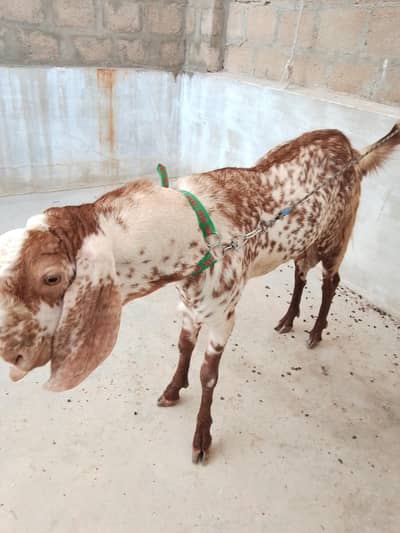 pure makha chini breeder bakra