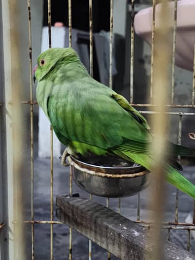 raw parrot pair for sale