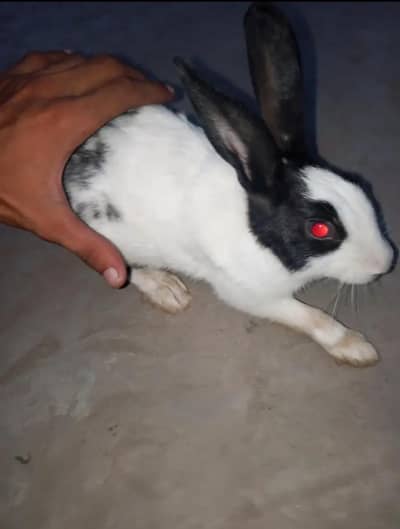 black and white rabbit for sale