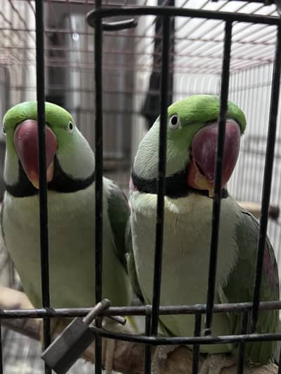 Pair of Alexander parrots with cage