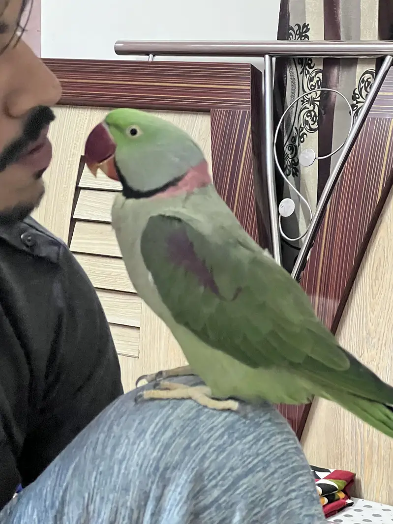 Pair of Alexander parrots with cage — photo 2