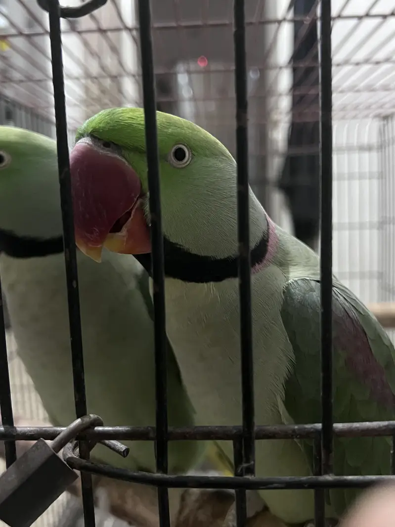 Pair of Alexander parrots with cage — photo 3