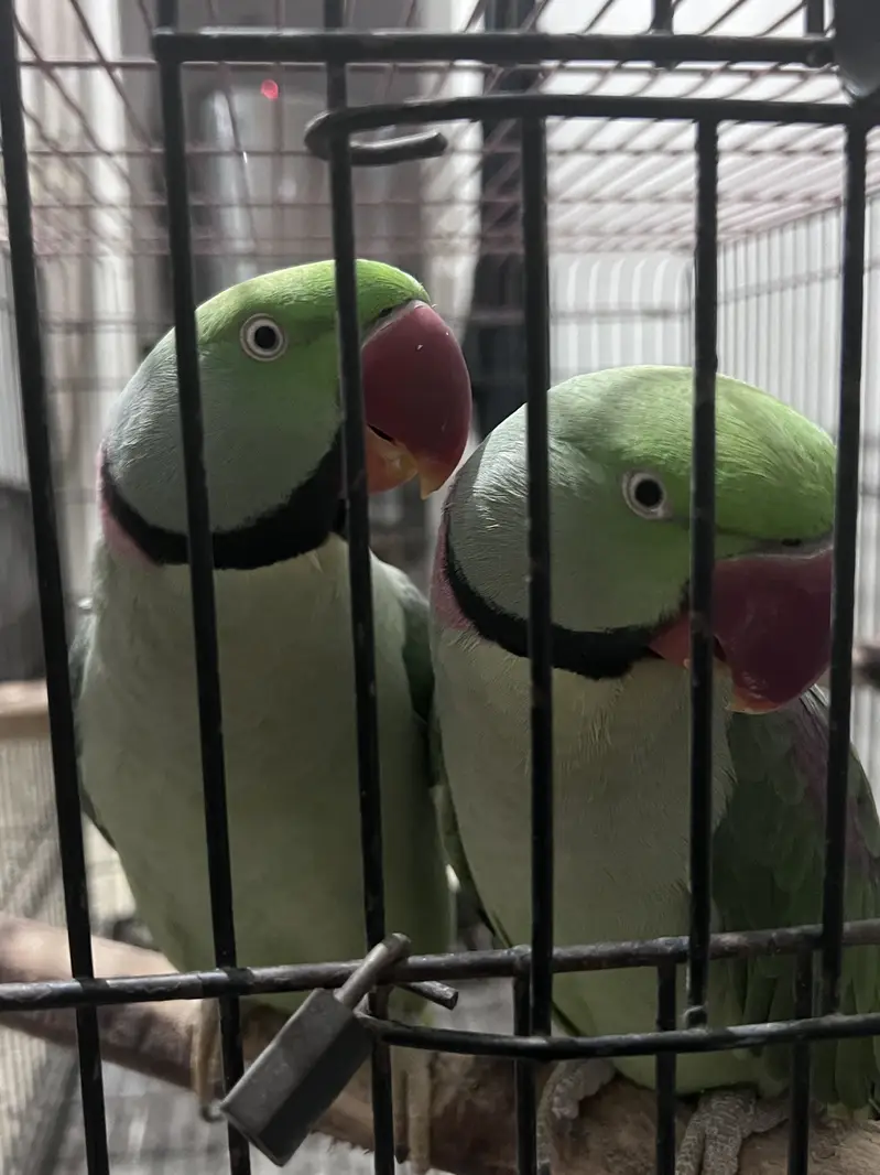 Pair of Alexander parrots with cage — photo 4