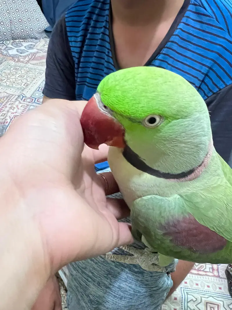 Pair of Alexander parrots with cage — photo 5