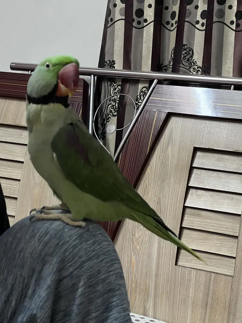 Pair of Alexander parrots with cage — photo 6
