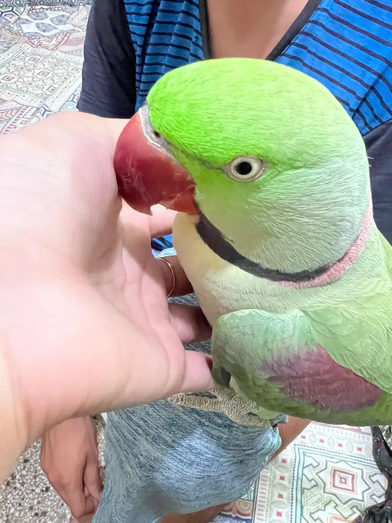 Pair of Alexander parrots with cage — photo 7