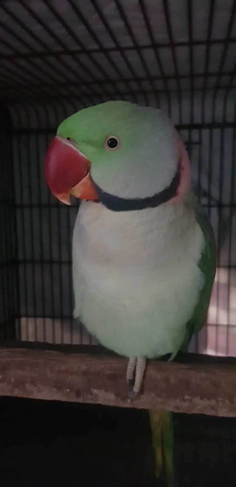 Pair of Alexander parrots with cage — photo 8