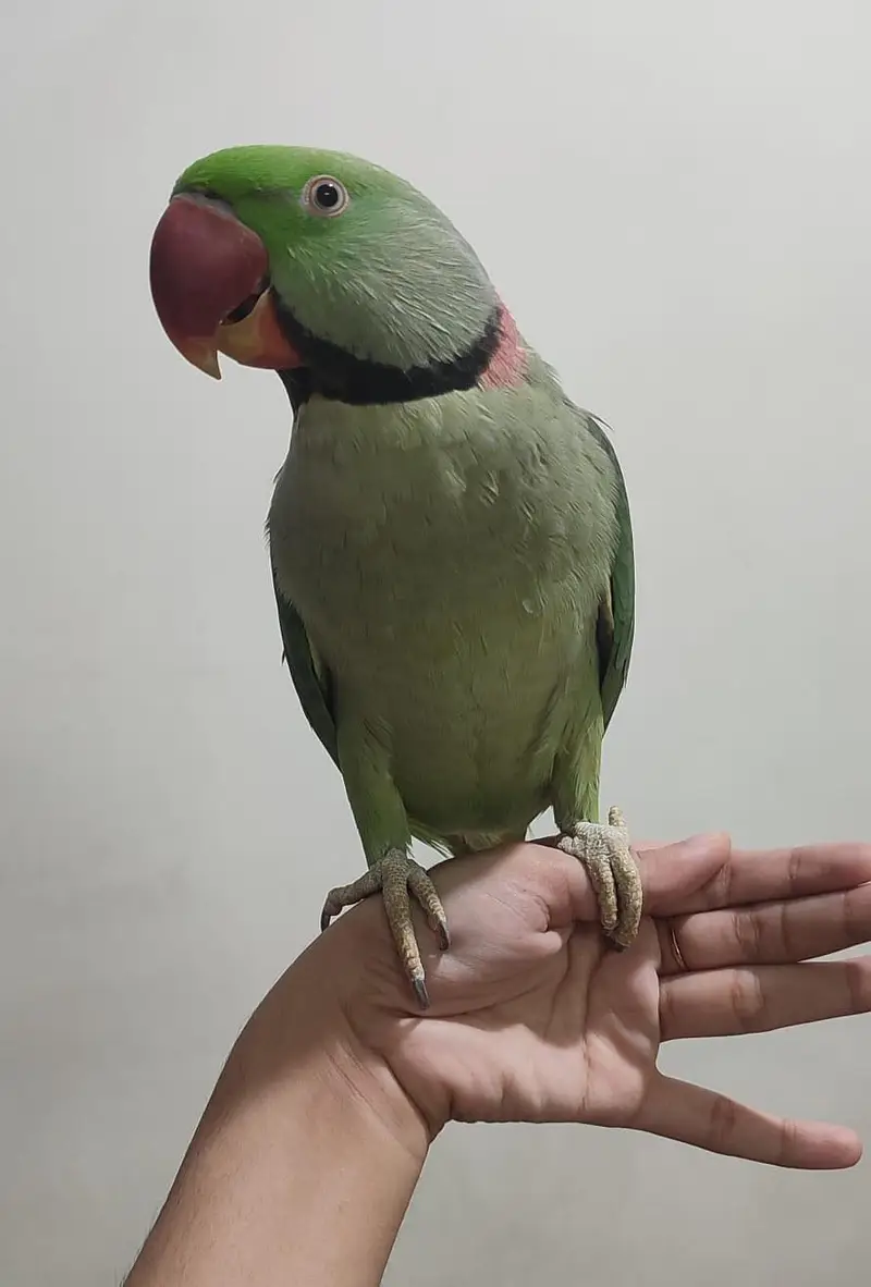 Pair of Alexander parrots with cage — photo 9