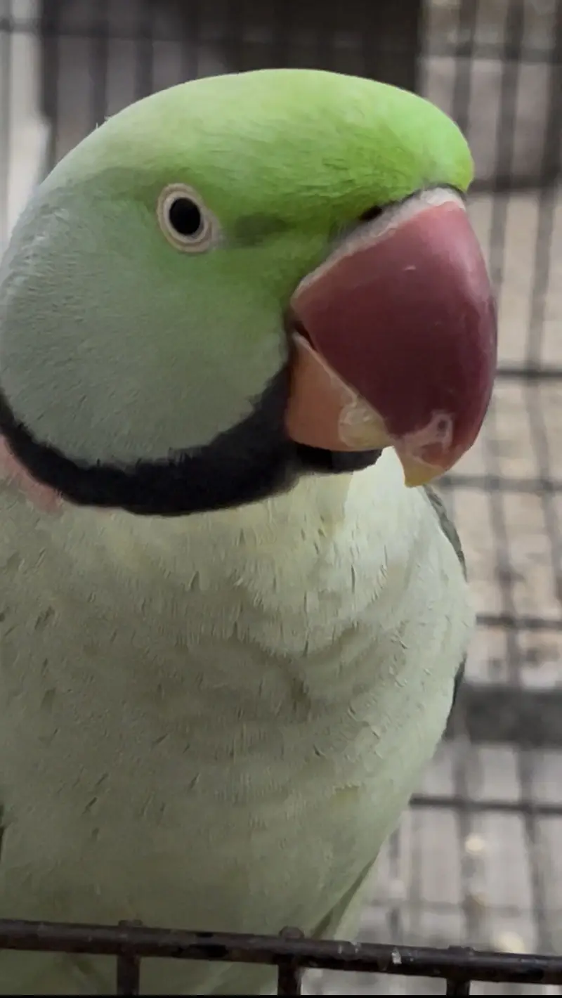 Pair of Alexander parrots with cage — photo 10
