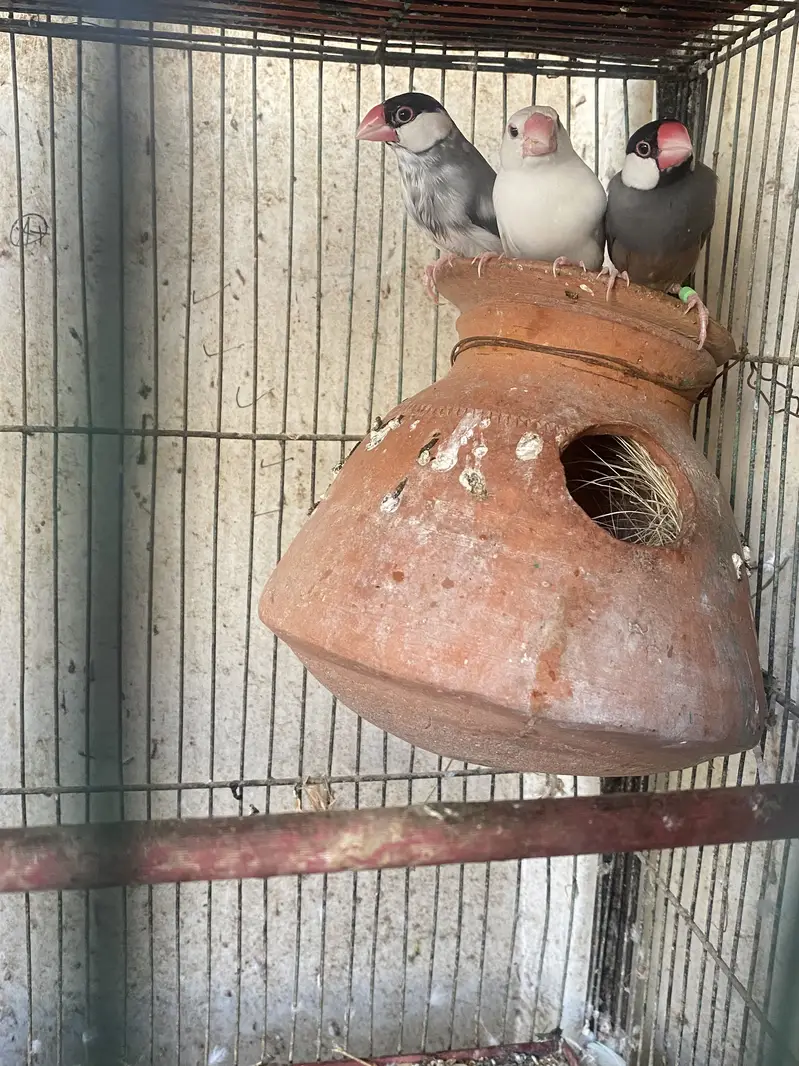 Love Bird , Budgies, Java — photo 2