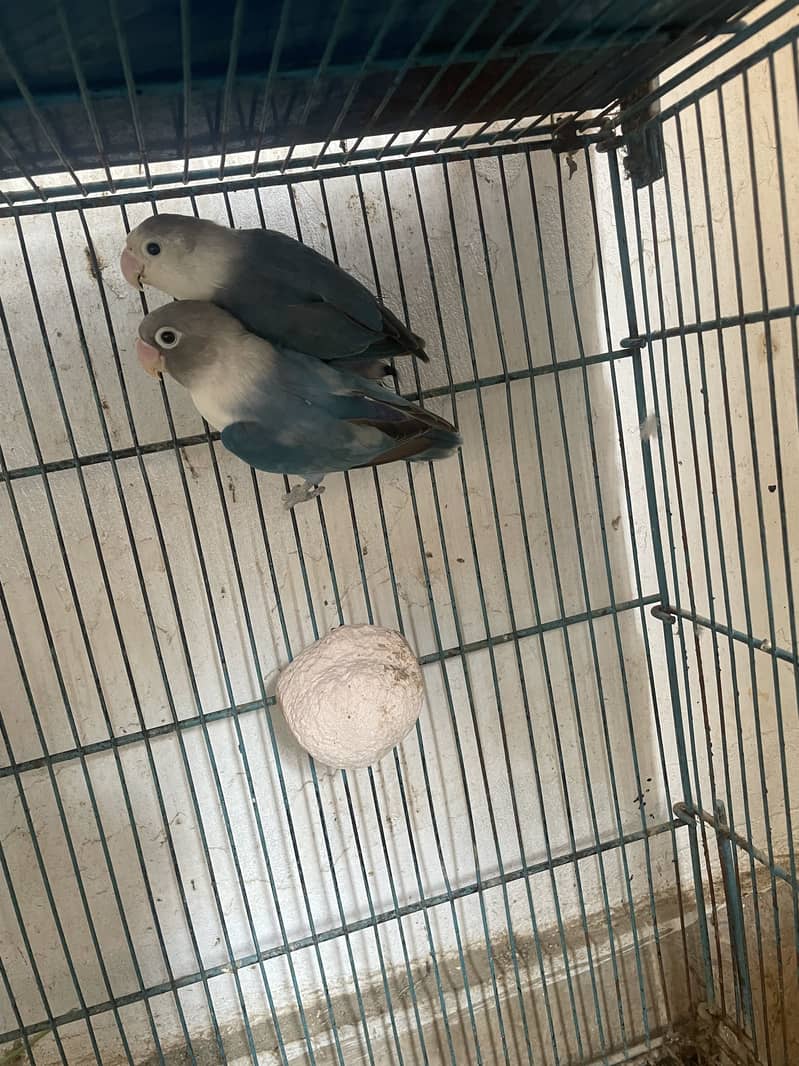 Love Bird , Budgies, Java 2