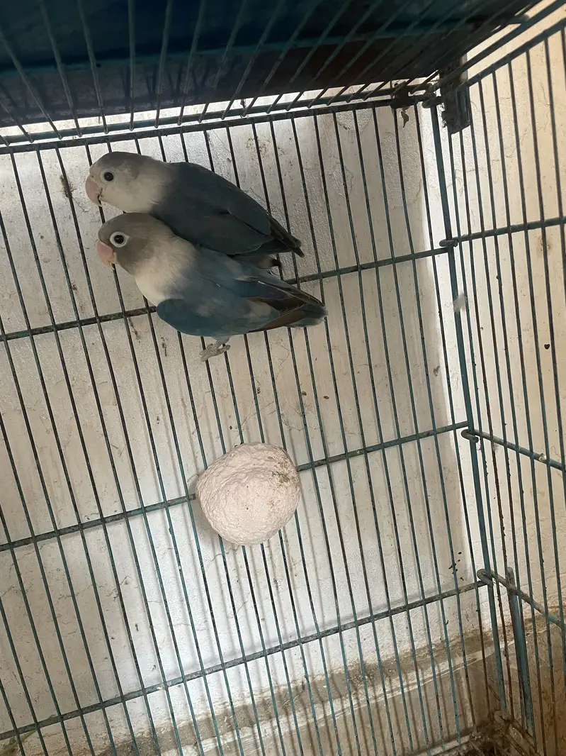 Love Bird , Budgies, Java — photo 3