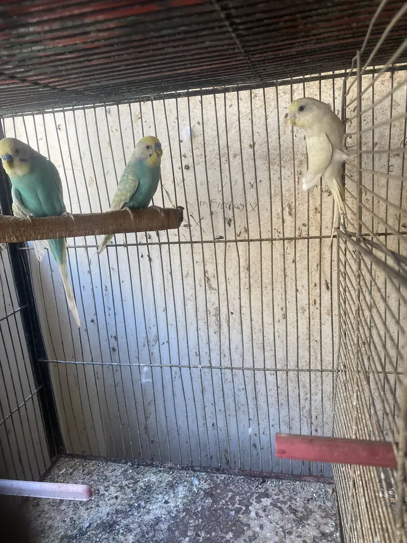 Love Bird , Budgies, Java — photo 4